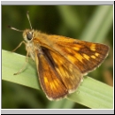 Ochlodes sylvanus - Rostfarbiger Dickkopf w05.jpg